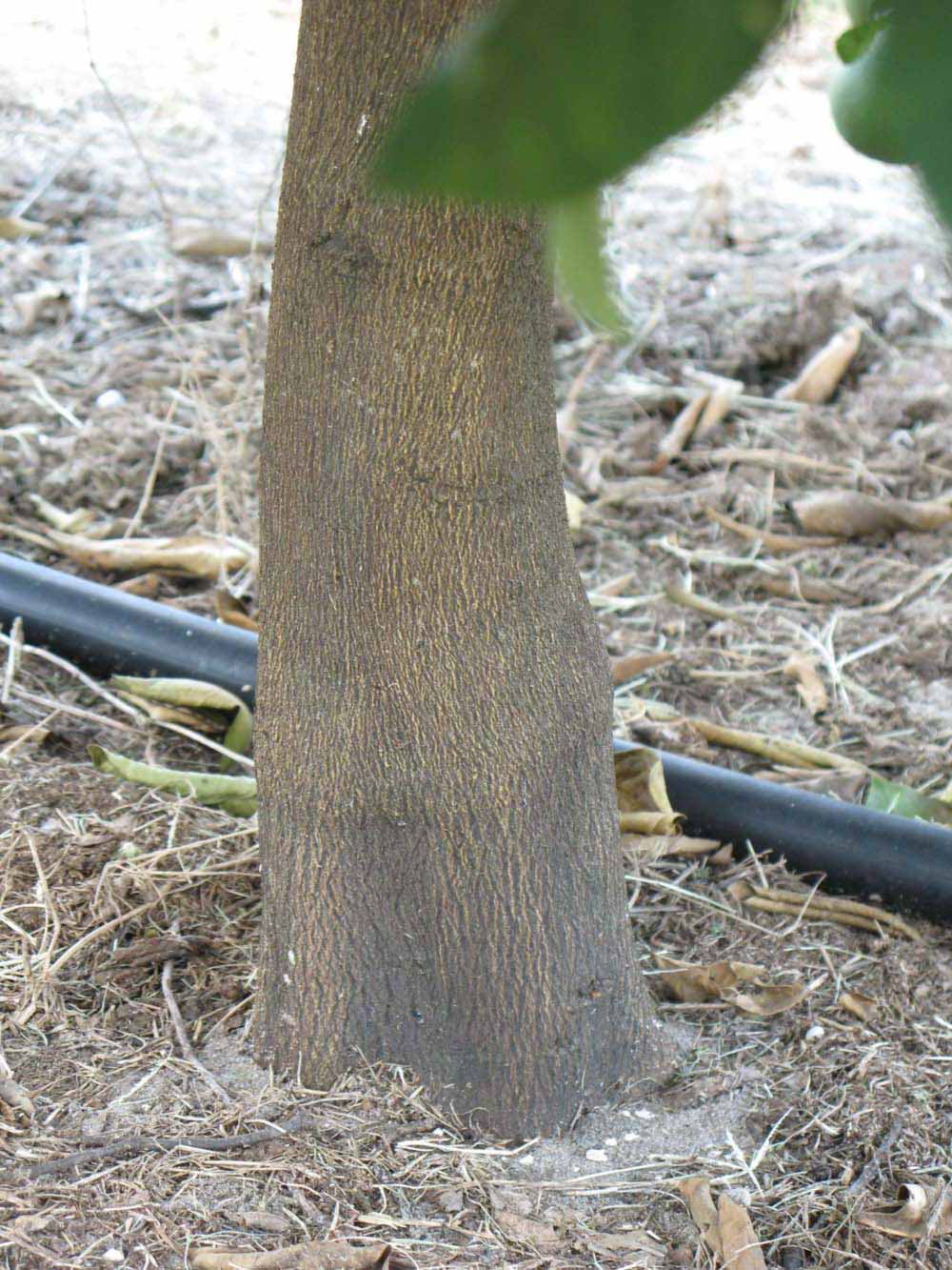            Bark (Winter Haven, FL)   